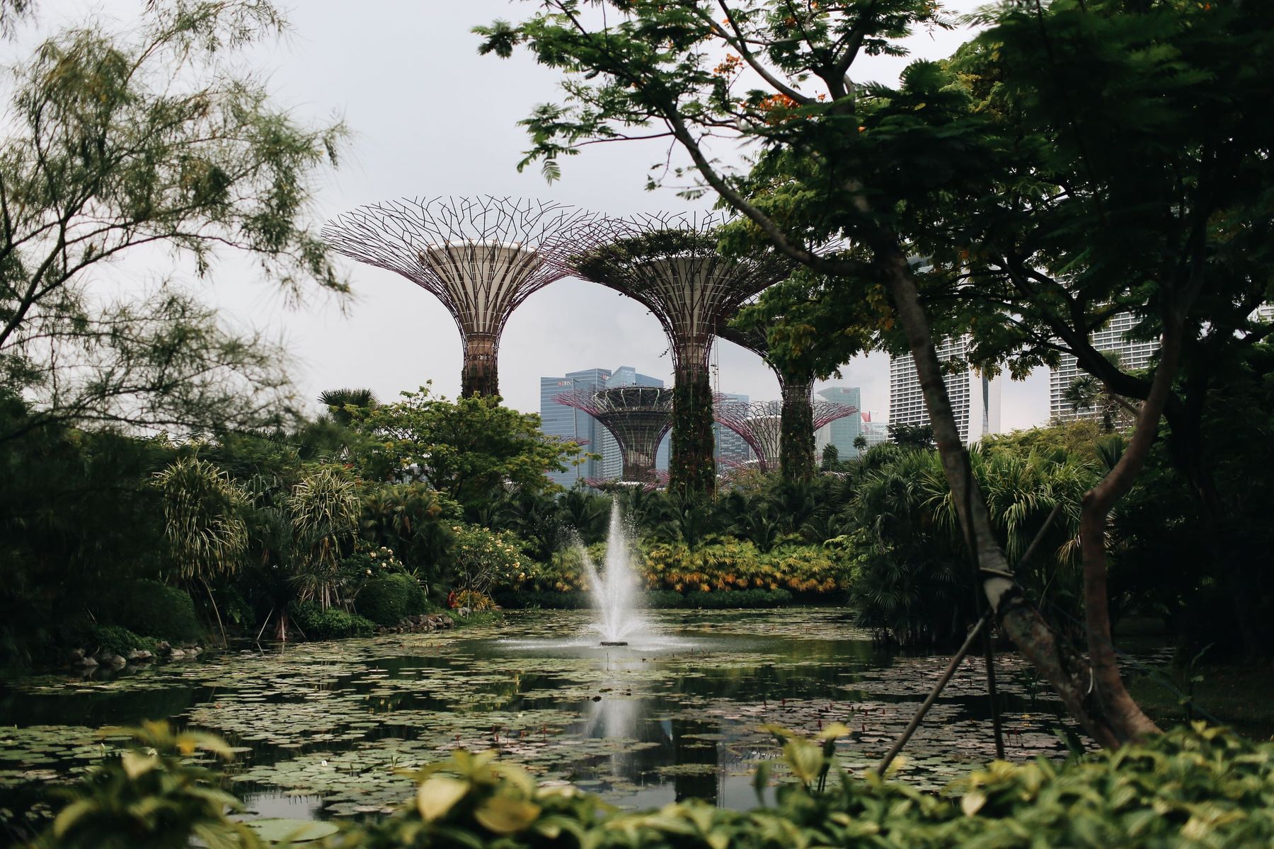 The Supertrees of Gardens by the Bay seen across a lily pond, Singapore