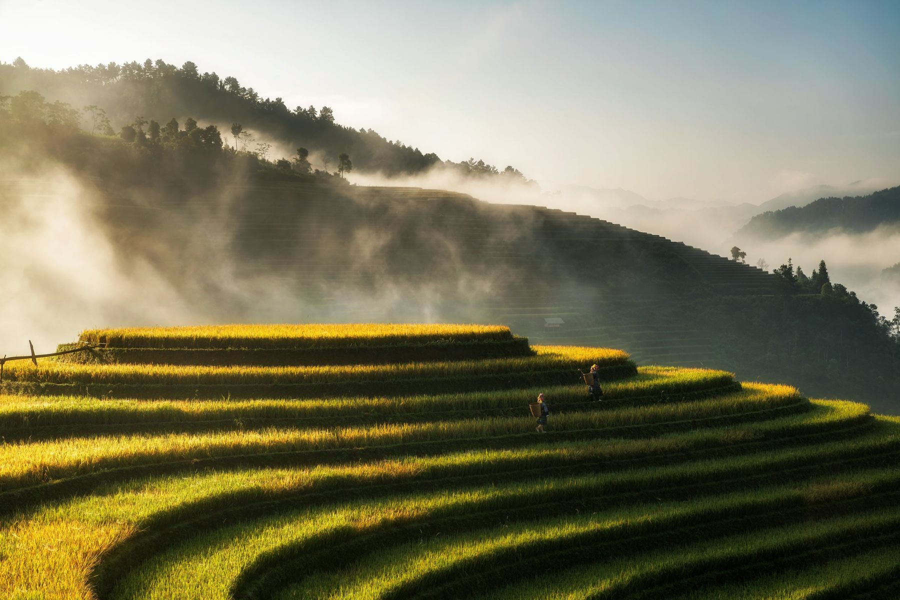 Terraced rice fields in morning mist near Sa Pa, northern Vietnam